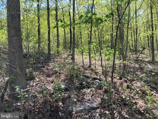 119 ACRES SHEIRER ROAD, BUFFALO MILLS, PA 15534, photo 4 of 20